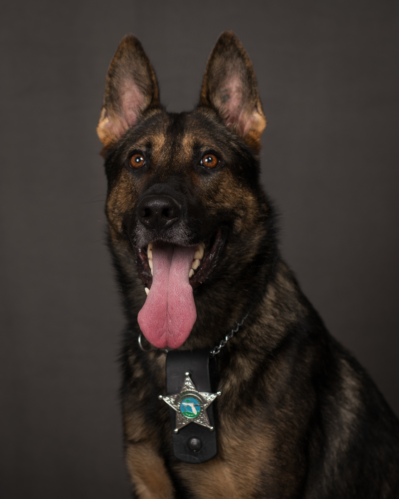 HCSO Mourns Loss of Canine Brooks