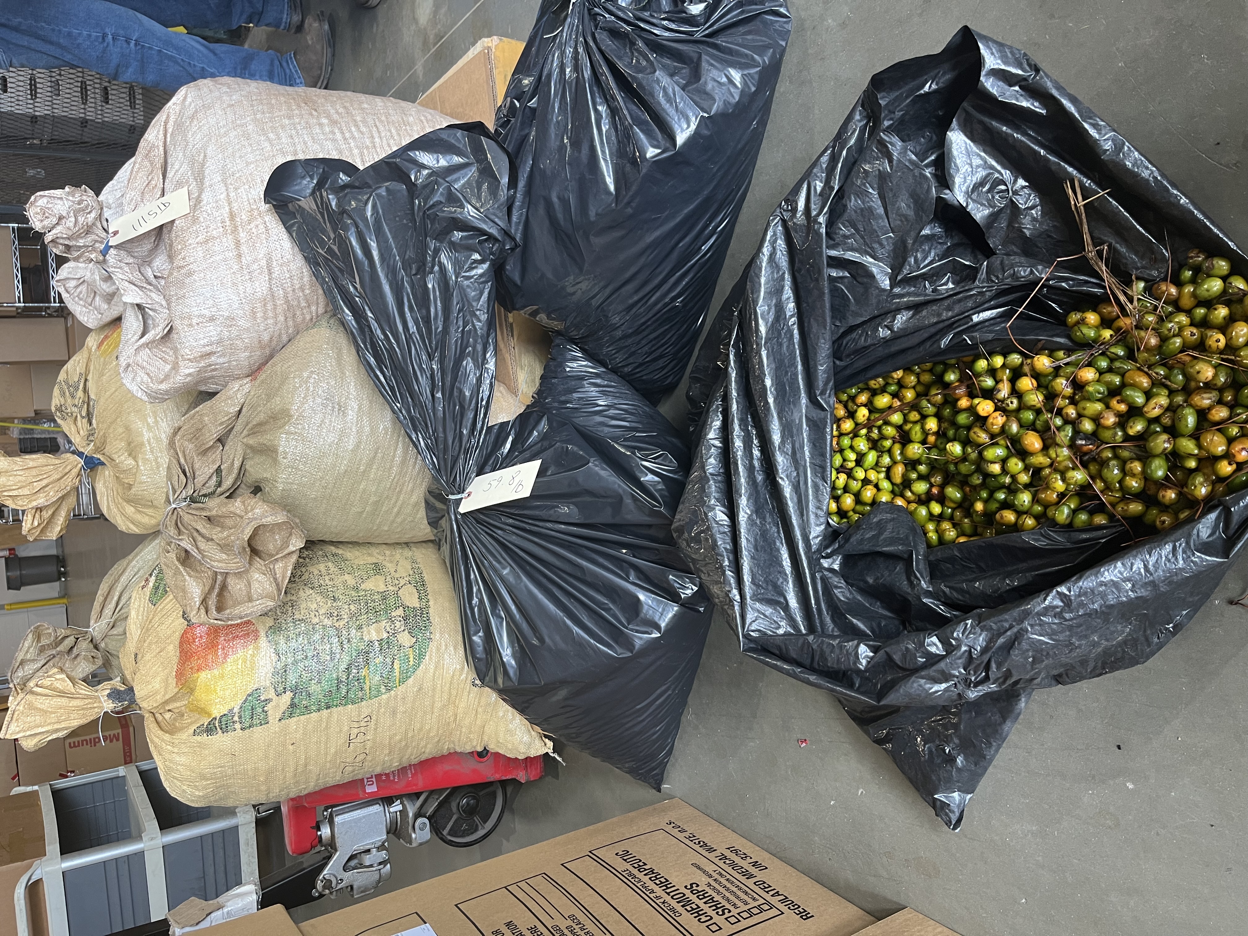 Two Arrested for Illegally Harvesting Saw Palmetto Berries